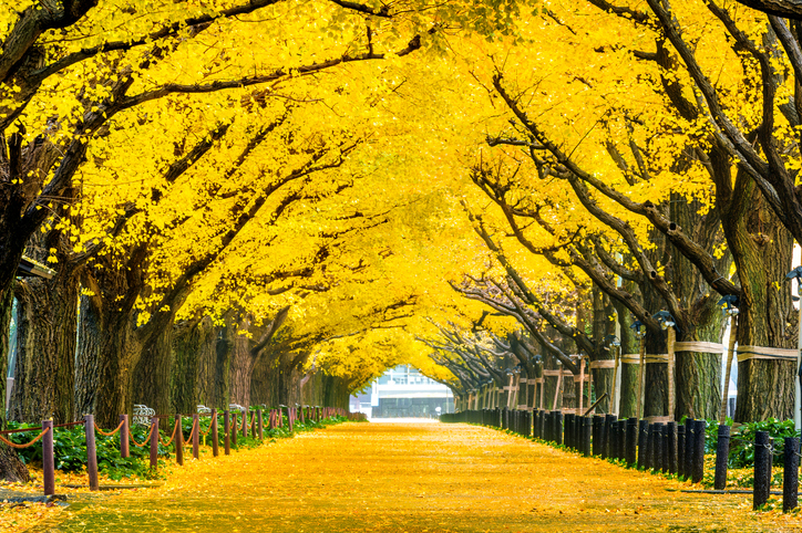 葉っぱの絨毯（写真:iStock）