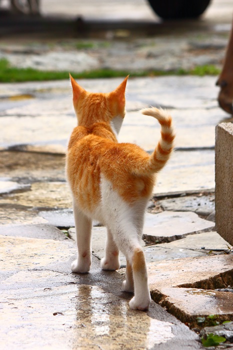 （写真:芳澤ルミ子）