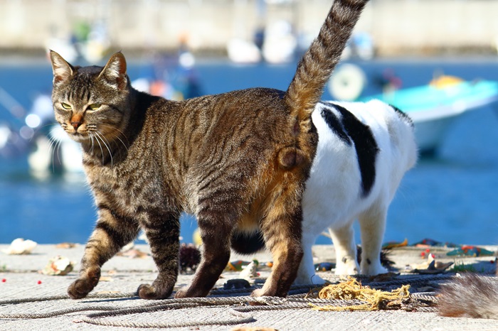 おすそ分けが楽しみにゃん♡ 猫島の港で漁師さんを待つご機嫌“たまたま”