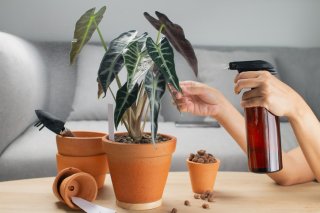 霧吹きで（写真:iStock）