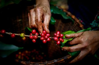 コーヒー農家の厳しい現実（写真:iStock）