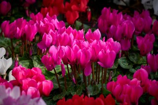 花市場で大量に見ていると…（写真:iStock）