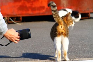 （写真:芳澤ルミ子）