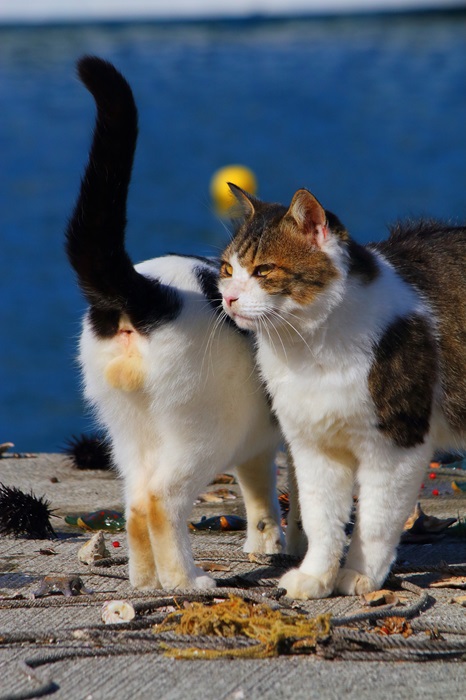 （写真:芳澤ルミ子）