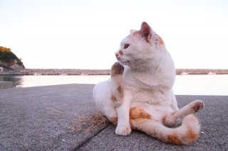 みなたま、ありがたま！ 来年も素晴らしい“たまたま”に出逢えますように