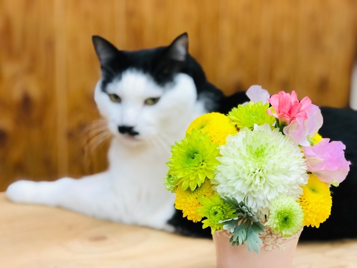 スーパーの花束をいけてみたらこんな感じにできるで byさぶ店長／無断転載禁止 （C）コクハク