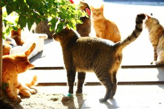 猫の楽園からお届け♪ 陽だまりでキラキラ輝く“たまたま”たち