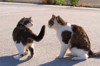 あわや一触即発と思いきや…お互いを褒めあう仲良し“たまたま”たち