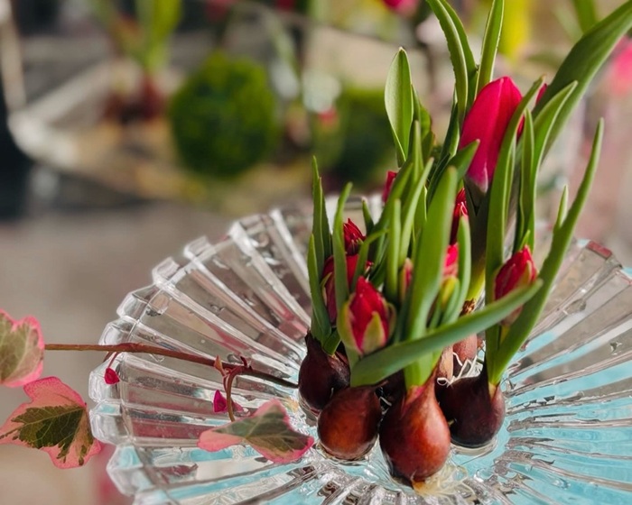 原種チューリップも球根付き植物ならではの商品／無断転載禁止（写真:浅野光寿）