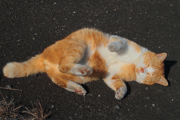 （写真:芳澤ルミ子）