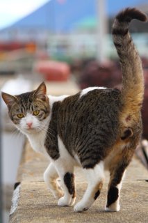 堤防の上は“たまたま”のランウェイならぬ、ニャンウェイ♡ 見せ場のターンの瞬間をパチリ