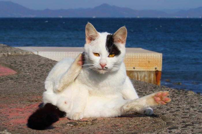 （写真:芳澤ルミ子）