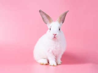 うさぎ舌リップって？（写真:iStock）