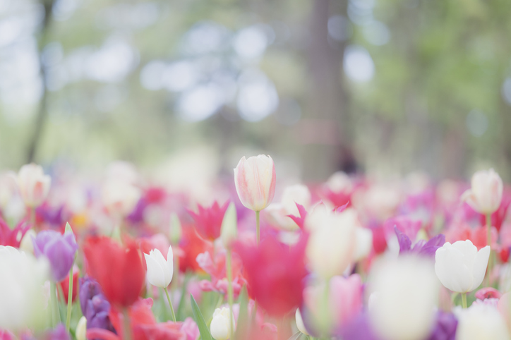 春はもうすぐ…！（写真:iStock）