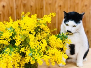 意外に難しい「ミモザの鉢植え」を成功させたい！ ほっぽらかし園芸好きの花屋が教える5つの失敗と対策