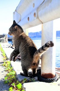 （写真:芳澤ルミ子）