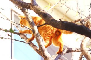 にゃんたま島に春が来た♡ 桃の花の“玉座”に降臨する「たまたま」様