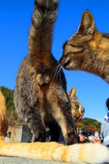 TVクルーがやってきた！ 大興奮の青空“たまたま”フェスティバルに嬉しい悲鳴