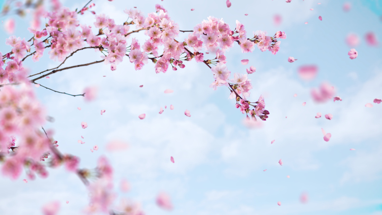 桜の開花予想は？（写真:iStock）