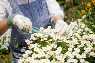 9月に剪定を（写真:iStock）