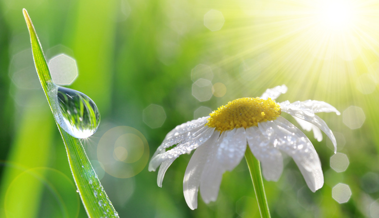 春はまめに水をあげて（写真:iStock）