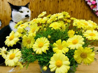 花の向こうにある猫缶の方が気になるわい byさぶ店長（写真:iStock）