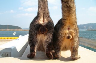 並んだ猫の“たまたま”がキュートすぎる♡ シッポが上がった瞬間をパチリ