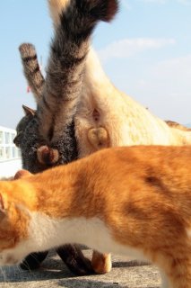 ツー“にゃんたま”撮影に成功！さらに茶色のイケ猫が…♡ 可愛いアクシデントあるある