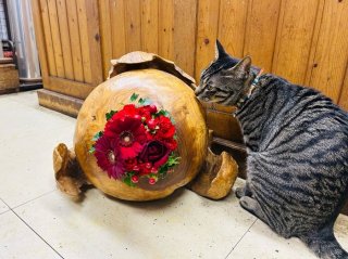 我が店のド正面に置かれた花。野良猫も来ちゃうよ　by平社員カナタ／無断転載禁止（C）コクハク