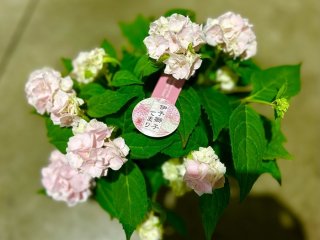 こんなかわいいアジサイも ／無断転載禁止（C）コクハク