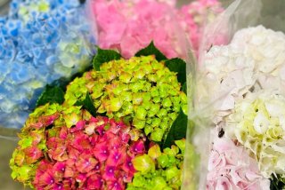 花が咲いている間は肥料はNO ／無断転載禁止（C）コクハク