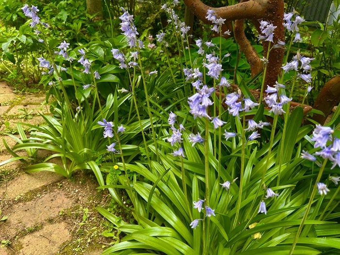 植えた覚えが無いのにこんなに増えるかね／無断転載禁止（C）コクハク