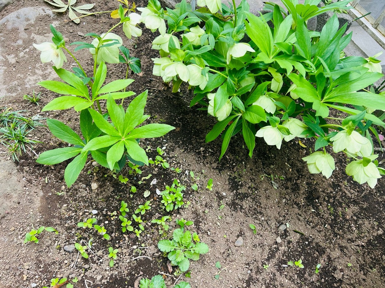 溢れた種がメッチャ芽吹いておる／無断転載禁止（C）コクハク