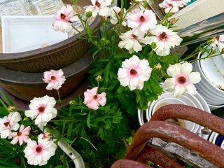 なんて経済的！ タフでお得な花々５選。おしゃれ植物「ラックス」はゴミ捨て場でも美しく咲く