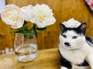 美人すぎる「芍薬」はオンナの味方！ じつは女性の“血”にまつわる病に効果あり