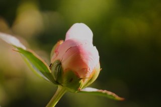 ほころんだ蕾を購入してね（写真:iStock）