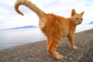 朝イチの奇跡！ 国宝級の“たまたま”に感動。猫の完璧フォルムが美しい…