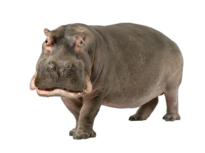 カバ属性のモンスター化（写真:iStock）