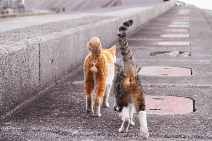 （写真:芳澤ルミ子）