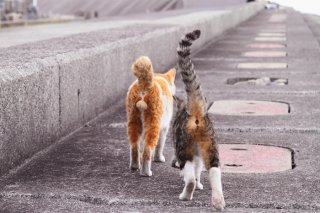（写真:芳澤ルミ子）