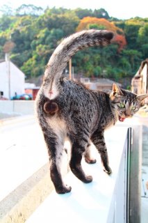 （写真:芳澤ルミ子）