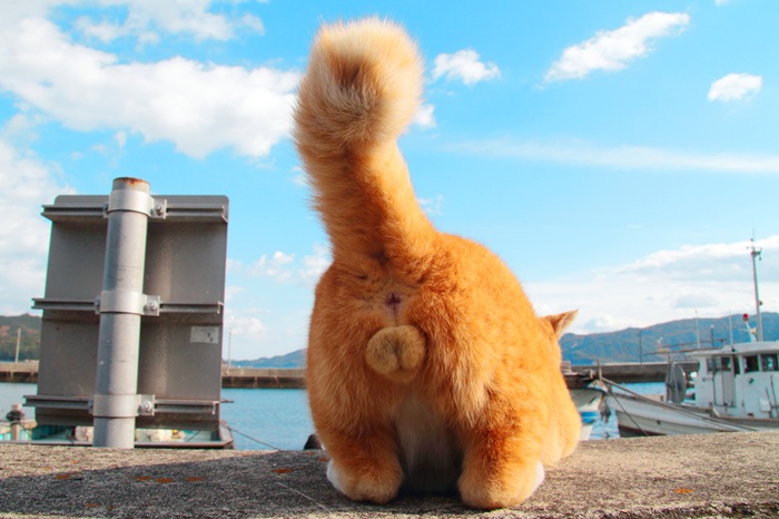 （写真:芳澤ルミ子）