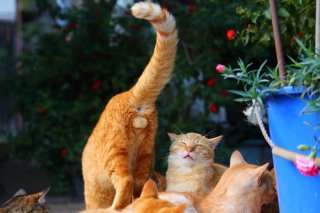 （写真:芳澤ルミ子）