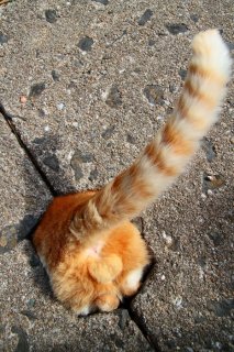 ねこ神様、地底の世界へ帰る…？ “にゃんたま”丸見えのお姿に、はは～！