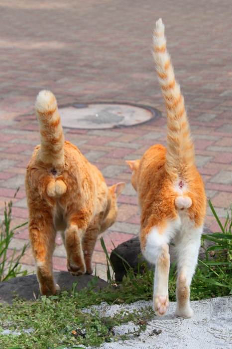 （写真:芳澤ルミ子）