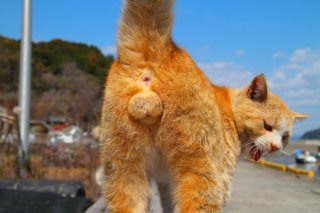 令和の王者・にゃん太郎の“たまたま”、この雄姿を見れるのは今だけ！ 去勢避妊手術が始まる