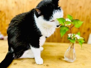 ひぇぇ～！ 恐るべき「ドクダミ」の繁殖力…引っこ抜くのは絶対NG。罪悪感もお金もかけない除去方法は？