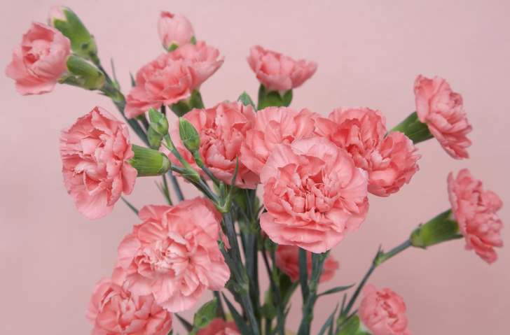 スプレーカーネーションは1本の茎から枝分かれして複数の花が咲くのです（写真:iStock）