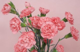 スプレーカーネーションは1本の茎から枝分かれして複数の花が咲くのです（写真:iStock）
