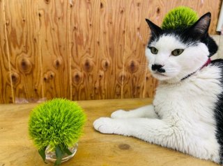 絶対ウチの店にはあるわな、此奴は　byさぶ店長／無断転載禁止（C）コクハク